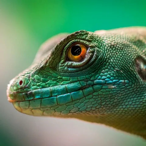 Close-up of a green lizard's head with a bright orange eye