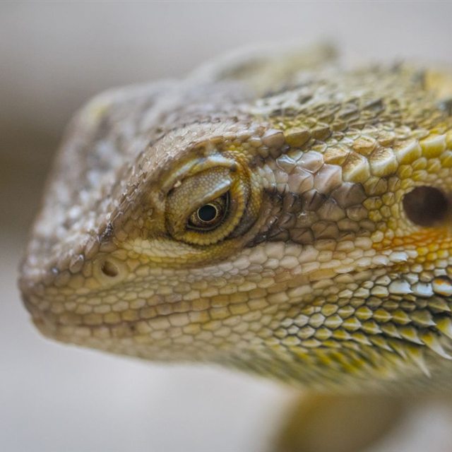 Close-up of a bearded dragon's scales and colouring