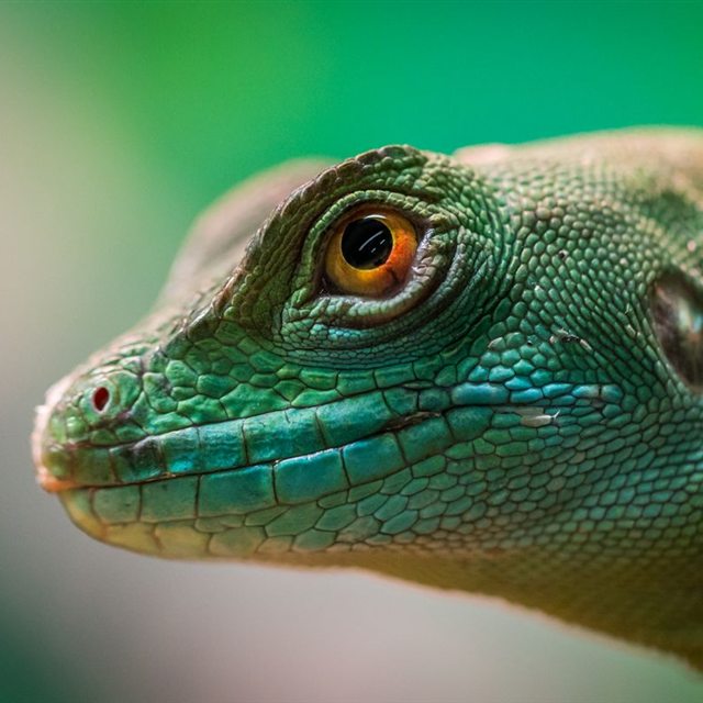 Close-up of a green lizard's head and eye