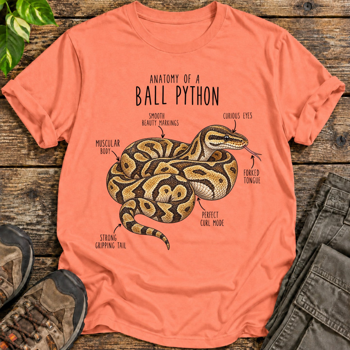 Ball Python Anatomy - Heather Orange