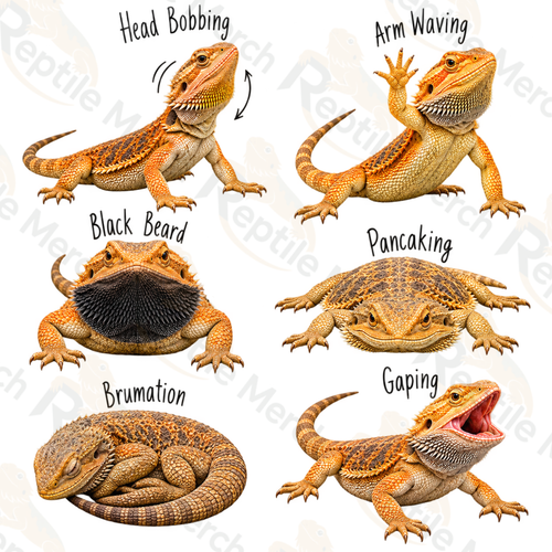 Bearded Dragon Behavior Guide T-Shirt