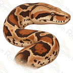 Vintage Boa Constrictor T-Shirt