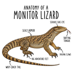 Monitor Lizard Anatomy design