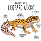 Leopard Gecko Anatomy design