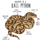 Ball Python Anatomy design