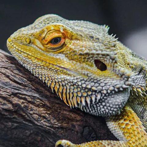 Golden bearded dragon resting on a branch, its spiky beard and orange-ringed eye up close