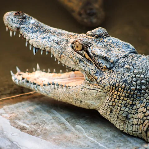 Crocodile resting with its jaws open, showing rows of sharp teeth