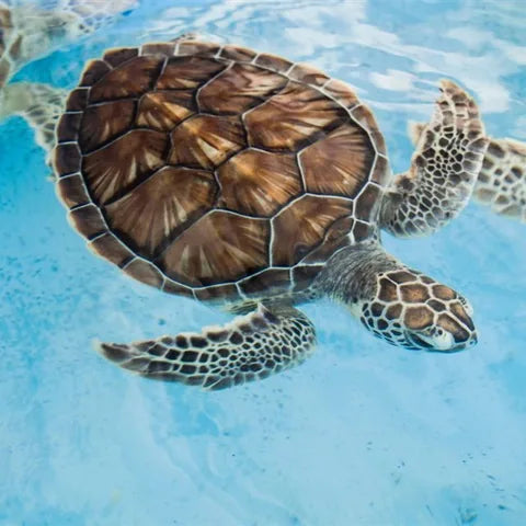 Sea turtle swimming in clear blue water